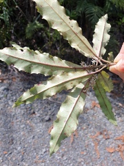 Quintinia serrata