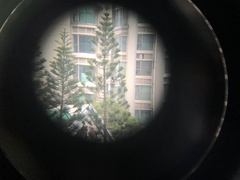 Eudynamys scolopaceus