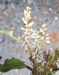 Quintinia serrata