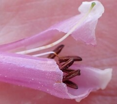 Erica diaphana