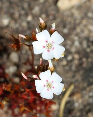 Drosera bicolor