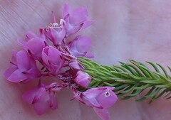 Erica cubica