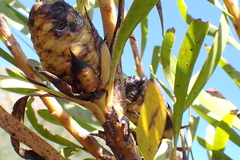 Leucadendron eucalyptifolium