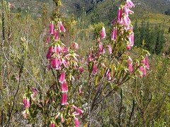 Erica diaphana