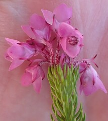 Erica cubica