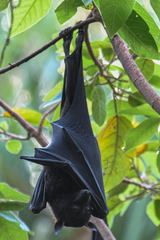 Pteropus alecto