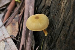 Gymnopilus eucalyptorum