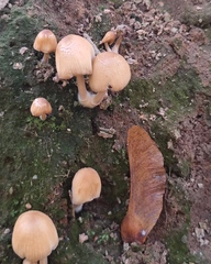 Coprinellus micaceus