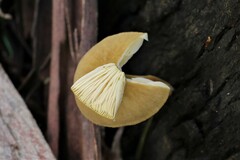 Gymnopilus eucalyptorum