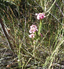Erica cubica