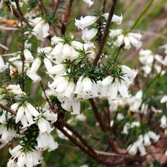 Epacris