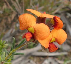 Dillwynia hispida
