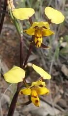 Diuris leopardina