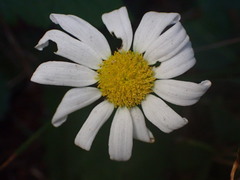 Anthemis arvensis