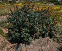 Melianthus pectinatus