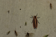 Creatonotos gangis-interrupta agg