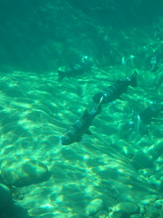 Oncorhynchus kisutch