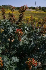 Melianthus pectinatus