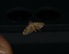 Lamprosema tampiusalis