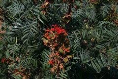 Melianthus pectinatus