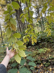 Betula alleghaniensis