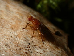 Suillia convergens