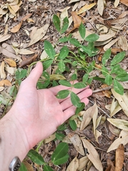 Arachis hypogaea