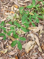 Arachis hypogaea