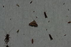 Acantholipes circumdata