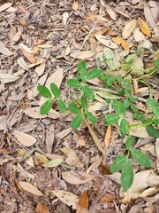 Arachis hypogaea