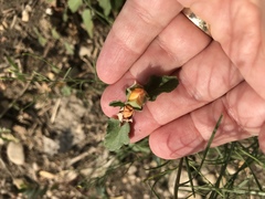 Malvastrum aurantiacum