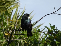 Prosthemadera novaeseelandiae novaeseelandiae