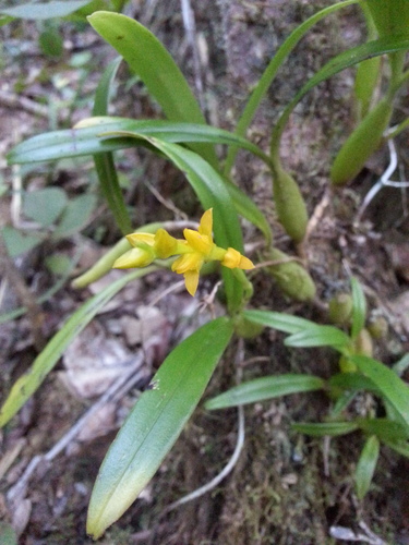 Bulbophyllum auriflorum