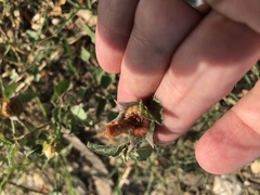 Malvastrum aurantiacum