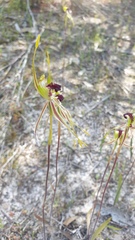 Caladenia verrucosa