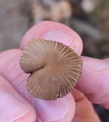 Coprinellus micaceus