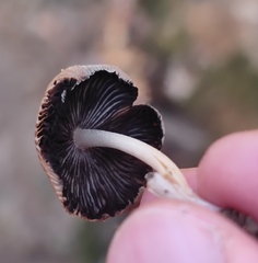 Coprinellus micaceus