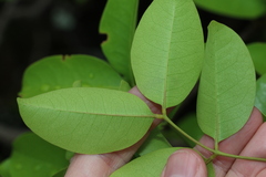 Xylocarpus