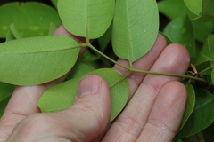 Xylocarpus