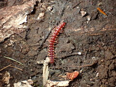 Nearctodesmidae