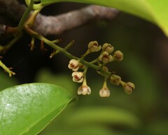 Xylocarpus