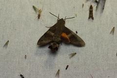 Macroglossum assimilis
