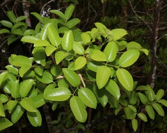 Xylocarpus