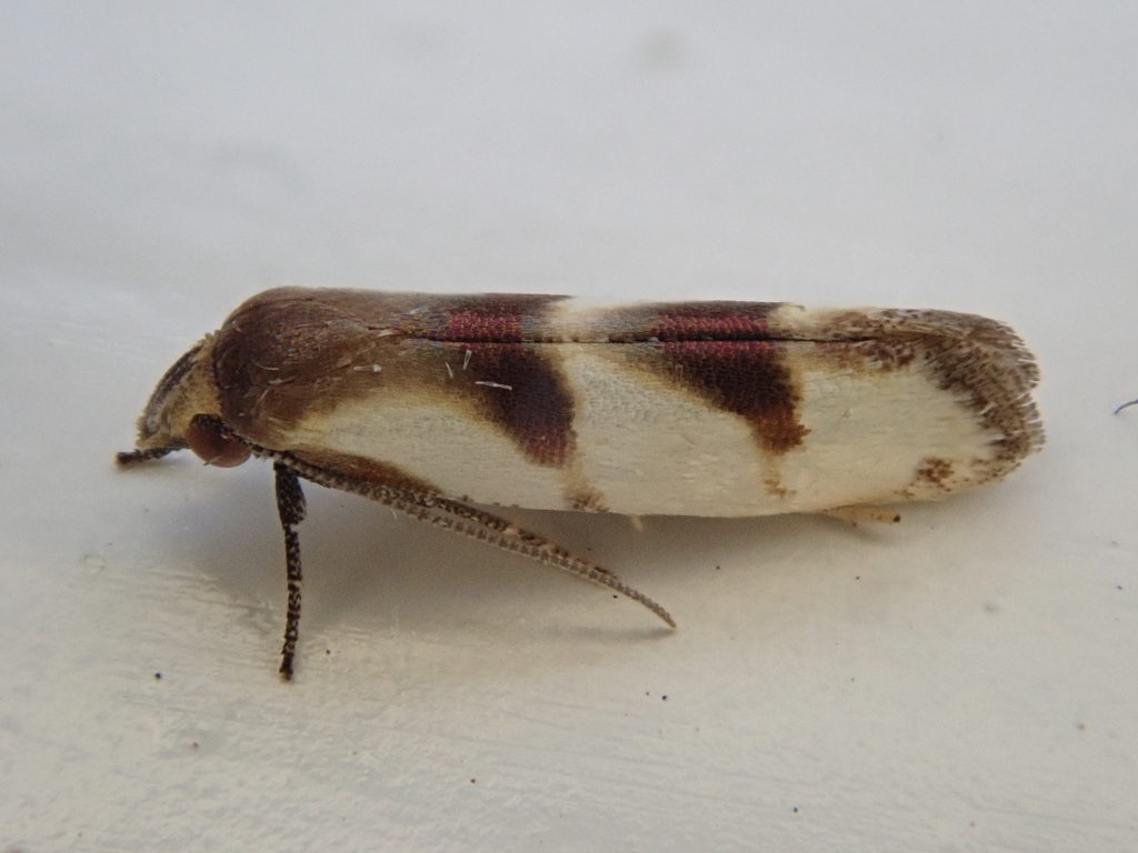 Yponomeutinae