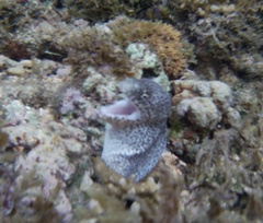 Gymnothorax pictus