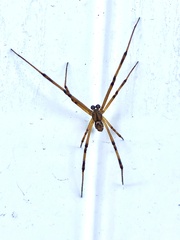 Latrodectus hesperus
