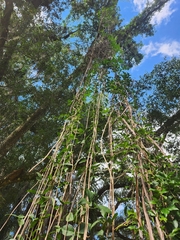 Dolichandra unguis-cati