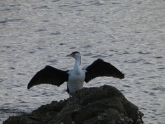 Phalacrocorax varius varius