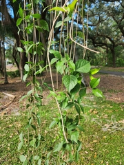 Dolichandra unguis-cati