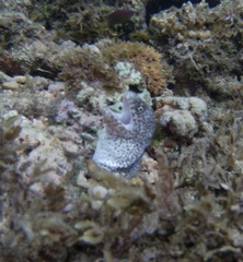 Gymnothorax pictus